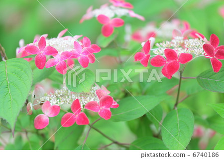 Red Mountain hydrangea 6740186