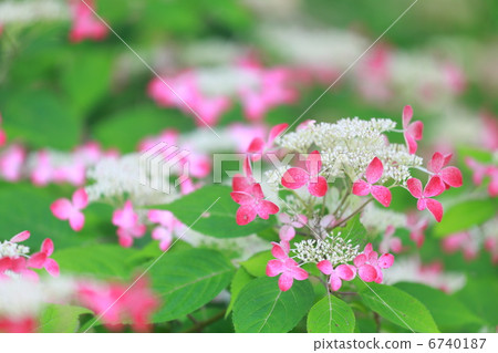 Red Mountain hydrangea 6740187