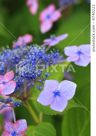 Yamah繡球花 6740222