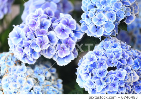 Hydrangea "Mona Lisa" 6740483