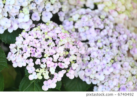 Hydrangea "Otaku" 6740492