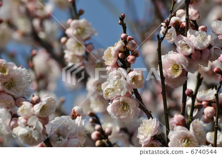 Ume jus ume just before the bloom 6740544