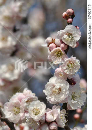 Pale pink is cute Lily plum blossom Pale pink is cute Lily plum blossom 6740545