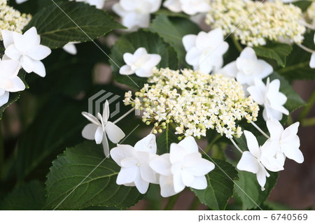Hydrangea "White Angel" 6740569