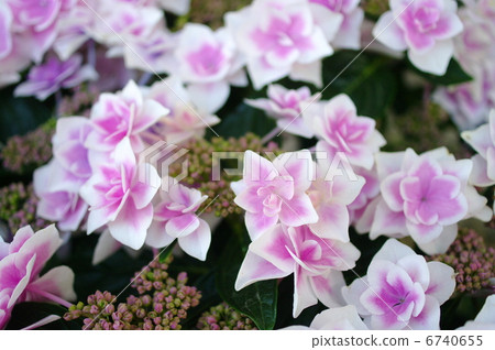 Hydrangea "Competito" Hydrangea "Competito" 6740655