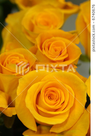 玫瑰“披肩” 6740676