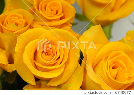 玫瑰“披肩” 6740677