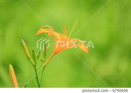Orange flower of Nokanzou 6740696