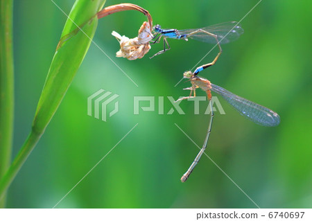 Mating of Aomonitoto Tombo 6740697