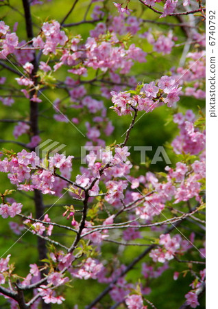 Cherry Blossoms Cherry Blossoms 6740792