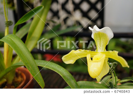 Yellow Paphiopedilum Mythic Plant Park 6740843