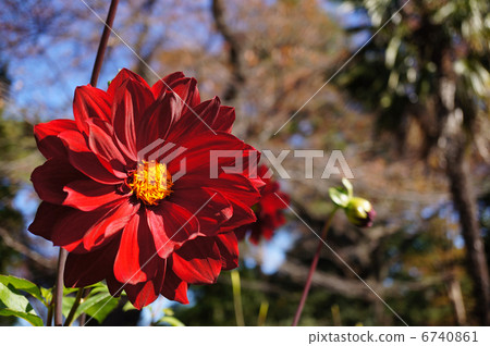 大理禪金玉植物園 大理禪金玉植物園 6740861