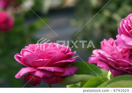 Heidi Krumm Rose 6741024