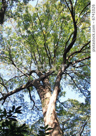 Zelkova tree at the National Museum of Nature and Science's Institute for Nature Study 6741026