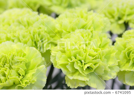 康乃馨“塞舌爾” 康乃馨“塞舌爾” 6741095