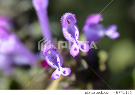 Hotokenosa（佛座） 6741135