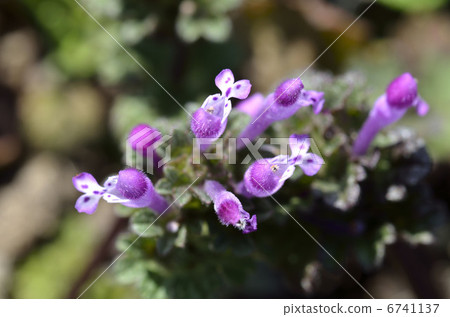 Hotokenosa (Buddha's seat) Hotokenosa (Buddha's seat) 6741137