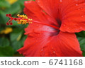 full bloom 6741168