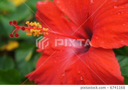 full bloom 6741168