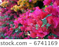 Multicolored 6741169