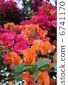Multicolored 6741170