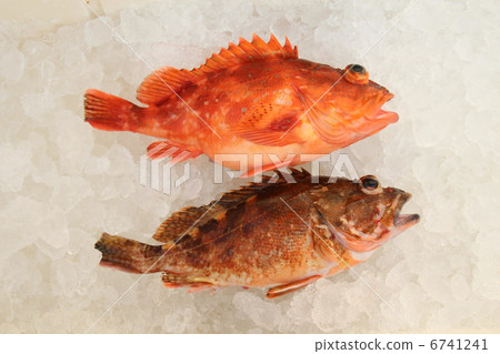 Fishing caterpillar 6741241