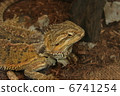 Hoop bearded lizard 6741254