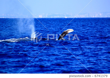 Humpback whale blow 6741379