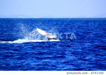 Humpback whale tail slap 6741380