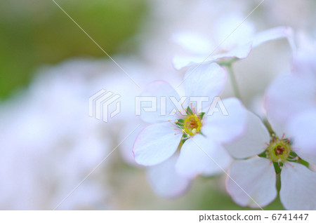 Up of cherry blossoms Up of cherry blossoms 6741447