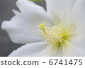 White flower and flower 6741475