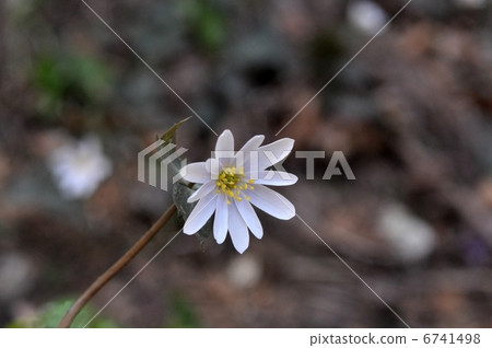 雪原一枝 6741498