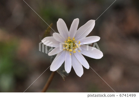 雪原一枝 6741499