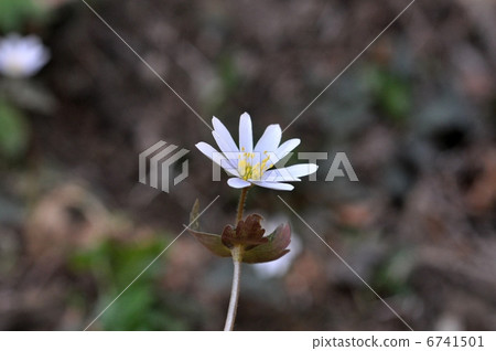 雪原一枝 6741501