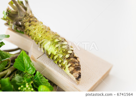 Flower wasabi and horseradish and shark peeling (white back) up 6741564