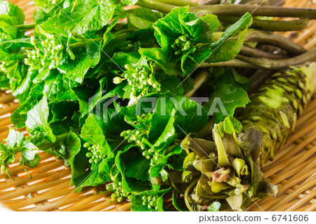 Flowers with wasabi and horseradish (bamboo grass) 6741606