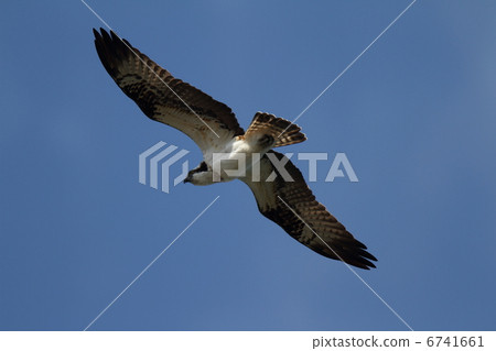 魚鷹 6741661