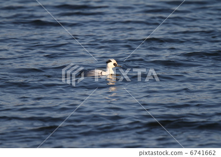 Miko Aisa Miko Aisa 6741662