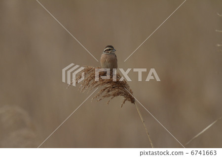 白魚 白魚 6741663