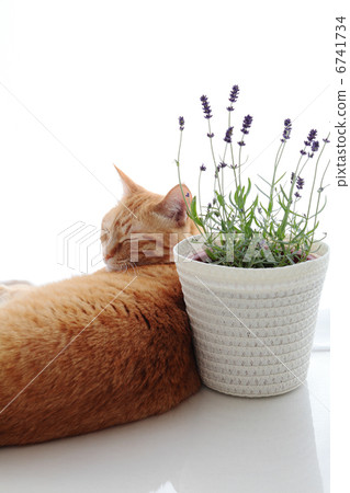 薰衣草和貓 薰衣草和貓 6741734