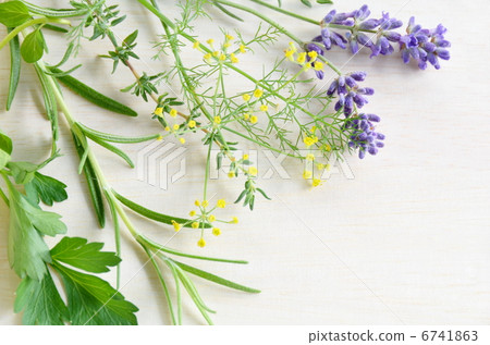 Herbs 6741863