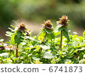 Himeodoricosoum 6741873