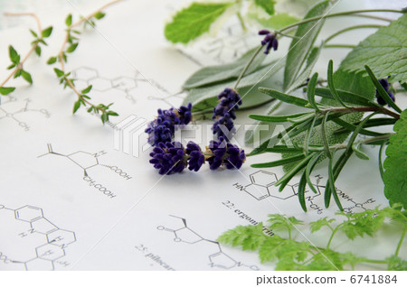 草藥和科學 6741884