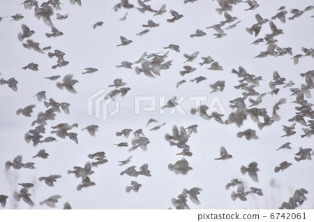 Sparrow flock Sparrow flock 6742061