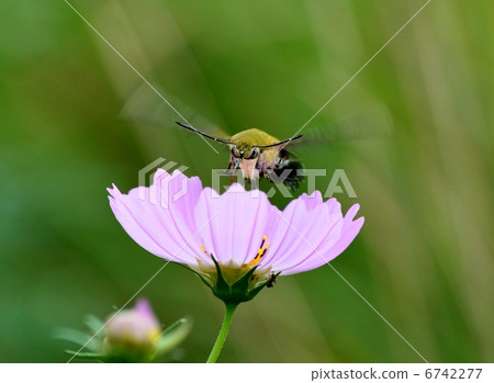 Autumn cherry and oosukashiba Autumn cherry and oosukashiba 6742277