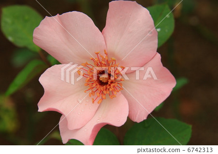 Dentivess Dentivess 6742313