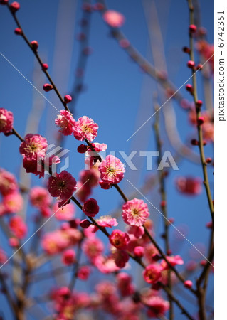 梅2013年3月 梅2013年3月 6742351