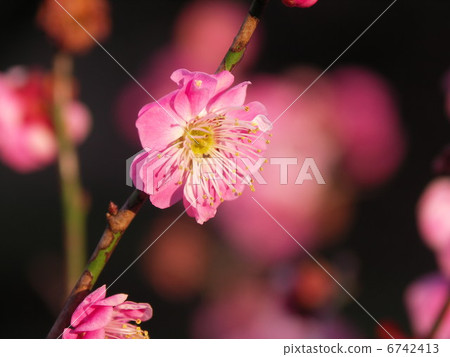 梅花2013年2月 梅花2013年2月 6742413