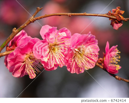 Plum blossoms February 2013 Plum blossoms February 2013 6742414