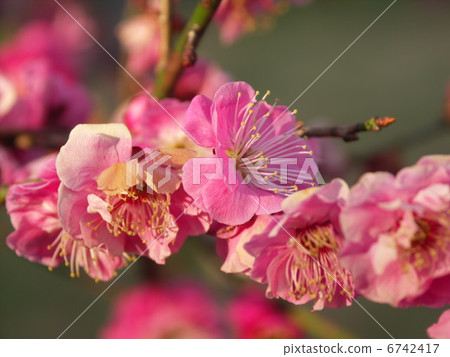 梅花2013年2月 梅花2013年2月 6742417
